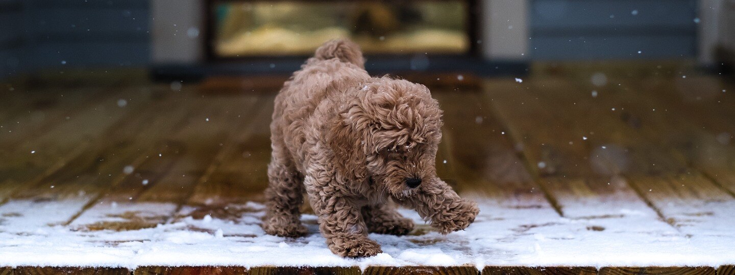 Puppy paws in snow